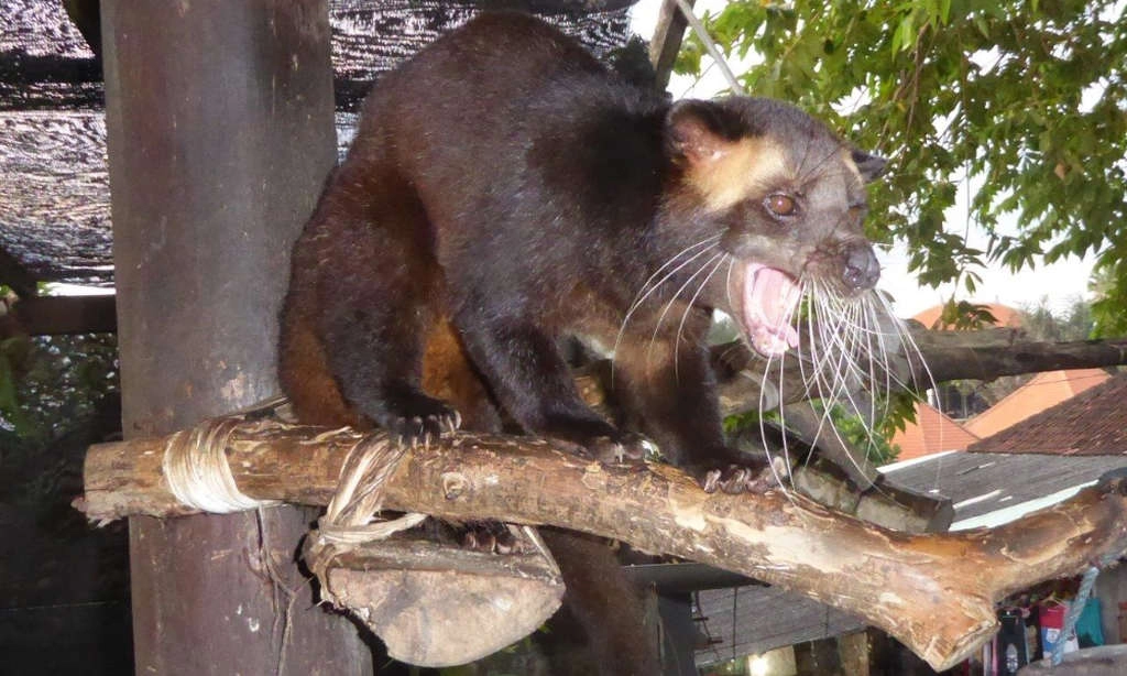 Cyweta