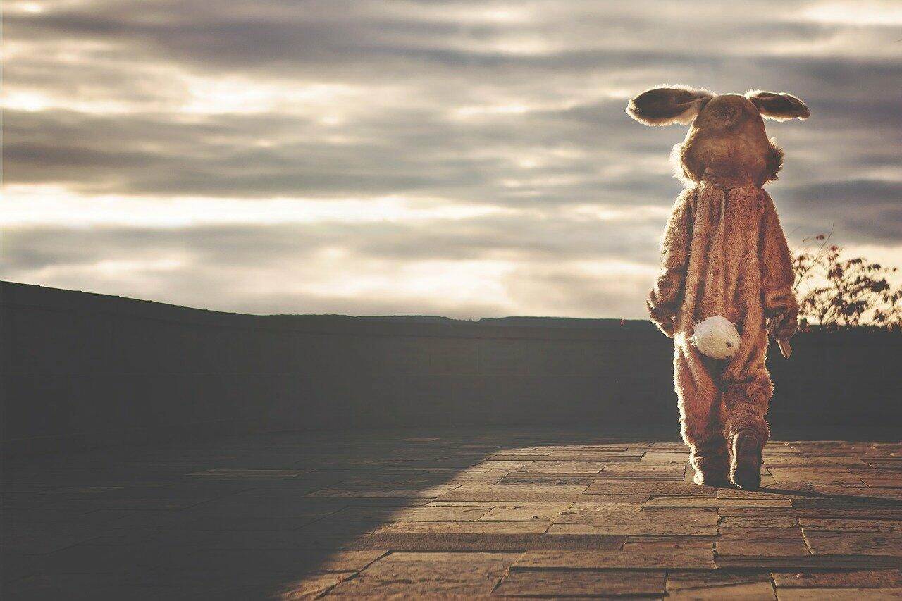 rabbit-542554_1280